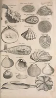 An illustration from Historiae naturalis de quadrupetibus libri : cum aeneis figuris; [Historiae naturalis de serpentibus libri II ; Historiae naturalis de insectis libri III ; Historiae naturalis de exanguibus aquaticis libri IV ; Historiae naturalis de piscibus et cetis libri V ; Historiae naturalis de avibus libri VI] (1650)