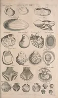 An illustration from Historiae naturalis de quadrupetibus libri : cum aeneis figuris; [Historiae naturalis de serpentibus libri II ; Historiae naturalis de insectis libri III ; Historiae naturalis de exanguibus aquaticis libri IV ; Historiae naturalis de piscibus et cetis libri V ; Historiae naturalis de avibus libri VI] (1650)