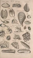 Picture 150 of 214 from Historiae naturalis de quadrupetibus libri : cum aeneis figuris; [Historiae naturalis de serpentibus libri II ; Historiae naturalis de insectis libri III ; Historiae naturalis de exanguibus aquaticis libri IV ; Historiae naturalis de piscibus et cetis libri V ; Historiae naturalis de avibus libri VI] (1650), leaf 782