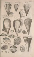 An illustration from Historiae naturalis de quadrupetibus libri : cum aeneis figuris; [Historiae naturalis de serpentibus libri II ; Historiae naturalis de insectis libri III ; Historiae naturalis de exanguibus aquaticis libri IV ; Historiae naturalis de piscibus et cetis libri V ; Historiae naturalis de avibus libri VI] (1650)