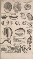 An illustration from Historiae naturalis de quadrupetibus libri : cum aeneis figuris; [Historiae naturalis de serpentibus libri II ; Historiae naturalis de insectis libri III ; Historiae naturalis de exanguibus aquaticis libri IV ; Historiae naturalis de piscibus et cetis libri V ; Historiae naturalis de avibus libri VI] (1650)