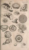 An illustration from Historiae naturalis de quadrupetibus libri : cum aeneis figuris; [Historiae naturalis de serpentibus libri II ; Historiae naturalis de insectis libri III ; Historiae naturalis de exanguibus aquaticis libri IV ; Historiae naturalis de piscibus et cetis libri V ; Historiae naturalis de avibus libri VI] (1650)