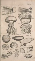 An illustration from Historiae naturalis de quadrupetibus libri : cum aeneis figuris; [Historiae naturalis de serpentibus libri II ; Historiae naturalis de insectis libri III ; Historiae naturalis de exanguibus aquaticis libri IV ; Historiae naturalis de piscibus et cetis libri V ; Historiae naturalis de avibus libri VI] (1650)