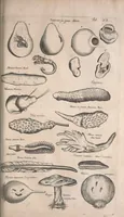 An illustration from Historiae naturalis de quadrupetibus libri : cum aeneis figuris; [Historiae naturalis de serpentibus libri II ; Historiae naturalis de insectis libri III ; Historiae naturalis de exanguibus aquaticis libri IV ; Historiae naturalis de piscibus et cetis libri V ; Historiae naturalis de avibus libri VI] (1650)