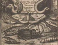 An illustration from Historiae naturalis de quadrupetibus libri : cum aeneis figuris; [Historiae naturalis de serpentibus libri II ; Historiae naturalis de insectis libri III ; Historiae naturalis de exanguibus aquaticis libri IV ; Historiae naturalis de piscibus et cetis libri V ; Historiae naturalis de avibus libri VI] (1650)