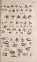 Picture 164 of 214 from Historiae naturalis de quadrupetibus libri : cum aeneis figuris; [Historiae naturalis de serpentibus libri II ; Historiae naturalis de insectis libri III ; Historiae naturalis de exanguibus aquaticis libri IV ; Historiae naturalis de piscibus et cetis libri V ; Historiae naturalis de avibus libri VI] (1650), leaf 826