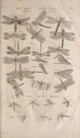 An illustration from Historiae naturalis de quadrupetibus libri : cum aeneis figuris; [Historiae naturalis de serpentibus libri II ; Historiae naturalis de insectis libri III ; Historiae naturalis de exanguibus aquaticis libri IV ; Historiae naturalis de piscibus et cetis libri V ; Historiae naturalis de avibus libri VI] (1650)