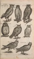 An illustration from Historiae naturalis de quadrupetibus libri : cum aeneis figuris; [Historiae naturalis de serpentibus libri II ; Historiae naturalis de insectis libri III ; Historiae naturalis de exanguibus aquaticis libri IV ; Historiae naturalis de piscibus et cetis libri V ; Historiae naturalis de avibus libri VI] (1650)