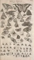 An illustration from Historiae naturalis de quadrupetibus libri : cum aeneis figuris; [Historiae naturalis de serpentibus libri II ; Historiae naturalis de insectis libri III ; Historiae naturalis de exanguibus aquaticis libri IV ; Historiae naturalis de piscibus et cetis libri V ; Historiae naturalis de avibus libri VI] (1650)