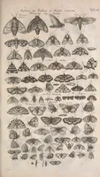 An illustration from Historiae naturalis de quadrupetibus libri : cum aeneis figuris; [Historiae naturalis de serpentibus libri II ; Historiae naturalis de insectis libri III ; Historiae naturalis de exanguibus aquaticis libri IV ; Historiae naturalis de piscibus et cetis libri V ; Historiae naturalis de avibus libri VI] (1650)