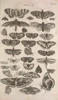 An illustration from Historiae naturalis de quadrupetibus libri : cum aeneis figuris; [Historiae naturalis de serpentibus libri II ; Historiae naturalis de insectis libri III ; Historiae naturalis de exanguibus aquaticis libri IV ; Historiae naturalis de piscibus et cetis libri V ; Historiae naturalis de avibus libri VI] (1650)