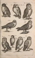 An illustration from Historiae naturalis de quadrupetibus libri : cum aeneis figuris; [Historiae naturalis de serpentibus libri II ; Historiae naturalis de insectis libri III ; Historiae naturalis de exanguibus aquaticis libri IV ; Historiae naturalis de piscibus et cetis libri V ; Historiae naturalis de avibus libri VI] (1650)