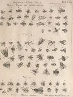 An illustration from Historiae naturalis de quadrupetibus libri : cum aeneis figuris; [Historiae naturalis de serpentibus libri II ; Historiae naturalis de insectis libri III ; Historiae naturalis de exanguibus aquaticis libri IV ; Historiae naturalis de piscibus et cetis libri V ; Historiae naturalis de avibus libri VI] (1650)