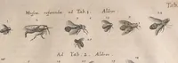 An illustration from Historiae naturalis de quadrupetibus libri : cum aeneis figuris; [Historiae naturalis de serpentibus libri II ; Historiae naturalis de insectis libri III ; Historiae naturalis de exanguibus aquaticis libri IV ; Historiae naturalis de piscibus et cetis libri V ; Historiae naturalis de avibus libri VI] (1650)