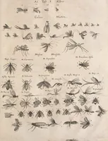 An illustration from Historiae naturalis de quadrupetibus libri : cum aeneis figuris; [Historiae naturalis de serpentibus libri II ; Historiae naturalis de insectis libri III ; Historiae naturalis de exanguibus aquaticis libri IV ; Historiae naturalis de piscibus et cetis libri V ; Historiae naturalis de avibus libri VI] (1650)