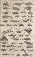 An illustration from Historiae naturalis de quadrupetibus libri : cum aeneis figuris; [Historiae naturalis de serpentibus libri II ; Historiae naturalis de insectis libri III ; Historiae naturalis de exanguibus aquaticis libri IV ; Historiae naturalis de piscibus et cetis libri V ; Historiae naturalis de avibus libri VI] (1650)
