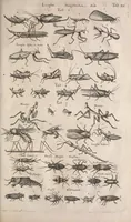 An illustration from Historiae naturalis de quadrupetibus libri : cum aeneis figuris; [Historiae naturalis de serpentibus libri II ; Historiae naturalis de insectis libri III ; Historiae naturalis de exanguibus aquaticis libri IV ; Historiae naturalis de piscibus et cetis libri V ; Historiae naturalis de avibus libri VI] (1650)