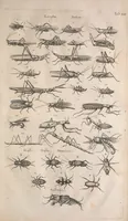 An illustration from Historiae naturalis de quadrupetibus libri : cum aeneis figuris; [Historiae naturalis de serpentibus libri II ; Historiae naturalis de insectis libri III ; Historiae naturalis de exanguibus aquaticis libri IV ; Historiae naturalis de piscibus et cetis libri V ; Historiae naturalis de avibus libri VI] (1650)