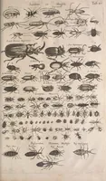 An illustration from Historiae naturalis de quadrupetibus libri : cum aeneis figuris; [Historiae naturalis de serpentibus libri II ; Historiae naturalis de insectis libri III ; Historiae naturalis de exanguibus aquaticis libri IV ; Historiae naturalis de piscibus et cetis libri V ; Historiae naturalis de avibus libri VI] (1650)