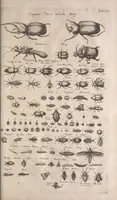 An illustration from Historiae naturalis de quadrupetibus libri : cum aeneis figuris; [Historiae naturalis de serpentibus libri II ; Historiae naturalis de insectis libri III ; Historiae naturalis de exanguibus aquaticis libri IV ; Historiae naturalis de piscibus et cetis libri V ; Historiae naturalis de avibus libri VI] (1650)