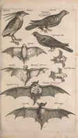 An illustration from Historiae naturalis de quadrupetibus libri : cum aeneis figuris; [Historiae naturalis de serpentibus libri II ; Historiae naturalis de insectis libri III ; Historiae naturalis de exanguibus aquaticis libri IV ; Historiae naturalis de piscibus et cetis libri V ; Historiae naturalis de avibus libri VI] (1650)