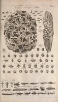 An illustration from Historiae naturalis de quadrupetibus libri : cum aeneis figuris; [Historiae naturalis de serpentibus libri II ; Historiae naturalis de insectis libri III ; Historiae naturalis de exanguibus aquaticis libri IV ; Historiae naturalis de piscibus et cetis libri V ; Historiae naturalis de avibus libri VI] (1650)