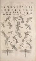 An illustration from Historiae naturalis de quadrupetibus libri : cum aeneis figuris; [Historiae naturalis de serpentibus libri II ; Historiae naturalis de insectis libri III ; Historiae naturalis de exanguibus aquaticis libri IV ; Historiae naturalis de piscibus et cetis libri V ; Historiae naturalis de avibus libri VI] (1650)