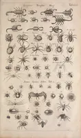An illustration from Historiae naturalis de quadrupetibus libri : cum aeneis figuris; [Historiae naturalis de serpentibus libri II ; Historiae naturalis de insectis libri III ; Historiae naturalis de exanguibus aquaticis libri IV ; Historiae naturalis de piscibus et cetis libri V ; Historiae naturalis de avibus libri VI] (1650)