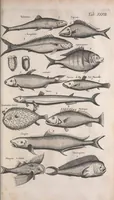An illustration from Historiae naturalis de quadrupetibus libri : cum aeneis figuris; [Historiae naturalis de serpentibus libri II ; Historiae naturalis de insectis libri III ; Historiae naturalis de exanguibus aquaticis libri IV ; Historiae naturalis de piscibus et cetis libri V ; Historiae naturalis de avibus libri VI] (1650)