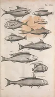An illustration from Historiae naturalis de quadrupetibus libri : cum aeneis figuris; [Historiae naturalis de serpentibus libri II ; Historiae naturalis de insectis libri III ; Historiae naturalis de exanguibus aquaticis libri IV ; Historiae naturalis de piscibus et cetis libri V ; Historiae naturalis de avibus libri VI] (1650)