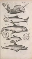 An illustration from Historiae naturalis de quadrupetibus libri : cum aeneis figuris; [Historiae naturalis de serpentibus libri II ; Historiae naturalis de insectis libri III ; Historiae naturalis de exanguibus aquaticis libri IV ; Historiae naturalis de piscibus et cetis libri V ; Historiae naturalis de avibus libri VI] (1650)