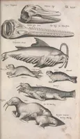 An illustration from Historiae naturalis de quadrupetibus libri : cum aeneis figuris; [Historiae naturalis de serpentibus libri II ; Historiae naturalis de insectis libri III ; Historiae naturalis de exanguibus aquaticis libri IV ; Historiae naturalis de piscibus et cetis libri V ; Historiae naturalis de avibus libri VI] (1650)