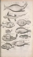 An illustration from Historiae naturalis de quadrupetibus libri : cum aeneis figuris; [Historiae naturalis de serpentibus libri II ; Historiae naturalis de insectis libri III ; Historiae naturalis de exanguibus aquaticis libri IV ; Historiae naturalis de piscibus et cetis libri V ; Historiae naturalis de avibus libri VI] (1650)