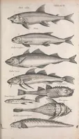 An illustration from Historiae naturalis de quadrupetibus libri : cum aeneis figuris; [Historiae naturalis de serpentibus libri II ; Historiae naturalis de insectis libri III ; Historiae naturalis de exanguibus aquaticis libri IV ; Historiae naturalis de piscibus et cetis libri V ; Historiae naturalis de avibus libri VI] (1650)