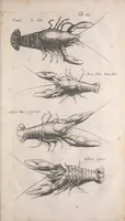 Picture 18 of 27 from Historiae naturalis de quadrupetibus libri : cum aeneis figuris; [Historiae naturalis de serpentibus libri II ; Historiae naturalis de insectis libri III ; Historiae naturalis de exanguibus aquaticis libri IV ; Historiae naturalis de piscibus et cetis libri V ; Historiae naturalis de avibus libri VI] (1650), leaf 351