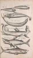 An illustration from Historiae naturalis de quadrupetibus libri : cum aeneis figuris; [Historiae naturalis de serpentibus libri II ; Historiae naturalis de insectis libri III ; Historiae naturalis de exanguibus aquaticis libri IV ; Historiae naturalis de piscibus et cetis libri V ; Historiae naturalis de avibus libri VI] (1650)