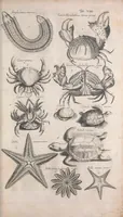 An illustration from Historiae naturalis de quadrupetibus libri : cum aeneis figuris; [Historiae naturalis de serpentibus libri II ; Historiae naturalis de insectis libri III ; Historiae naturalis de exanguibus aquaticis libri IV ; Historiae naturalis de piscibus et cetis libri V ; Historiae naturalis de avibus libri VI] (1650)