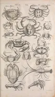An illustration from Historiae naturalis de quadrupetibus libri : cum aeneis figuris; [Historiae naturalis de serpentibus libri II ; Historiae naturalis de insectis libri III ; Historiae naturalis de exanguibus aquaticis libri IV ; Historiae naturalis de piscibus et cetis libri V ; Historiae naturalis de avibus libri VI] (1650)