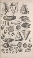 Picture 21 of 27 from Historiae naturalis de quadrupetibus libri : cum aeneis figuris; [Historiae naturalis de serpentibus libri II ; Historiae naturalis de insectis libri III ; Historiae naturalis de exanguibus aquaticis libri IV ; Historiae naturalis de piscibus et cetis libri V ; Historiae naturalis de avibus libri VI] (1650), leaf 395