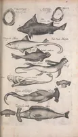 An illustration from Historiae naturalis de quadrupetibus libri : cum aeneis figuris; [Historiae naturalis de serpentibus libri II ; Historiae naturalis de insectis libri III ; Historiae naturalis de exanguibus aquaticis libri IV ; Historiae naturalis de piscibus et cetis libri V ; Historiae naturalis de avibus libri VI] (1650)