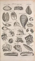 An illustration from Historiae naturalis de quadrupetibus libri : cum aeneis figuris; [Historiae naturalis de serpentibus libri II ; Historiae naturalis de insectis libri III ; Historiae naturalis de exanguibus aquaticis libri IV ; Historiae naturalis de piscibus et cetis libri V ; Historiae naturalis de avibus libri VI] (1650)
