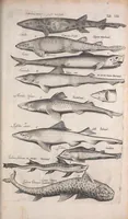 An illustration from Historiae naturalis de quadrupetibus libri : cum aeneis figuris; [Historiae naturalis de serpentibus libri II ; Historiae naturalis de insectis libri III ; Historiae naturalis de exanguibus aquaticis libri IV ; Historiae naturalis de piscibus et cetis libri V ; Historiae naturalis de avibus libri VI] (1650)