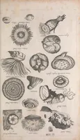 An illustration from Historiae naturalis de quadrupetibus libri : cum aeneis figuris; [Historiae naturalis de serpentibus libri II ; Historiae naturalis de insectis libri III ; Historiae naturalis de exanguibus aquaticis libri IV ; Historiae naturalis de piscibus et cetis libri V ; Historiae naturalis de avibus libri VI] (1650)