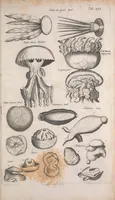 An illustration from Historiae naturalis de quadrupetibus libri : cum aeneis figuris; [Historiae naturalis de serpentibus libri II ; Historiae naturalis de insectis libri III ; Historiae naturalis de exanguibus aquaticis libri IV ; Historiae naturalis de piscibus et cetis libri V ; Historiae naturalis de avibus libri VI] (1650)