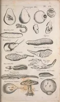 An illustration from Historiae naturalis de quadrupetibus libri : cum aeneis figuris; [Historiae naturalis de serpentibus libri II ; Historiae naturalis de insectis libri III ; Historiae naturalis de exanguibus aquaticis libri IV ; Historiae naturalis de piscibus et cetis libri V ; Historiae naturalis de avibus libri VI] (1650)
