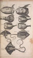 An illustration from Historiae naturalis de quadrupetibus libri : cum aeneis figuris; [Historiae naturalis de serpentibus libri II ; Historiae naturalis de insectis libri III ; Historiae naturalis de exanguibus aquaticis libri IV ; Historiae naturalis de piscibus et cetis libri V ; Historiae naturalis de avibus libri VI] (1650)