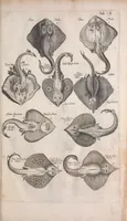 An illustration from Historiae naturalis de quadrupetibus libri : cum aeneis figuris; [Historiae naturalis de serpentibus libri II ; Historiae naturalis de insectis libri III ; Historiae naturalis de exanguibus aquaticis libri IV ; Historiae naturalis de piscibus et cetis libri V ; Historiae naturalis de avibus libri VI] (1650)