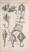 An illustration from Historiae naturalis de quadrupetibus libri : cum aeneis figuris; [Historiae naturalis de serpentibus libri II ; Historiae naturalis de insectis libri III ; Historiae naturalis de exanguibus aquaticis libri IV ; Historiae naturalis de piscibus et cetis libri V ; Historiae naturalis de avibus libri VI] (1650)