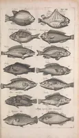 An illustration from Historiae naturalis de quadrupetibus libri : cum aeneis figuris; [Historiae naturalis de serpentibus libri II ; Historiae naturalis de insectis libri III ; Historiae naturalis de exanguibus aquaticis libri IV ; Historiae naturalis de piscibus et cetis libri V ; Historiae naturalis de avibus libri VI] (1650)