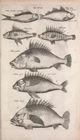 An illustration from Historiae naturalis de quadrupetibus libri : cum aeneis figuris; [Historiae naturalis de serpentibus libri II ; Historiae naturalis de insectis libri III ; Historiae naturalis de exanguibus aquaticis libri IV ; Historiae naturalis de piscibus et cetis libri V ; Historiae naturalis de avibus libri VI] (1650)